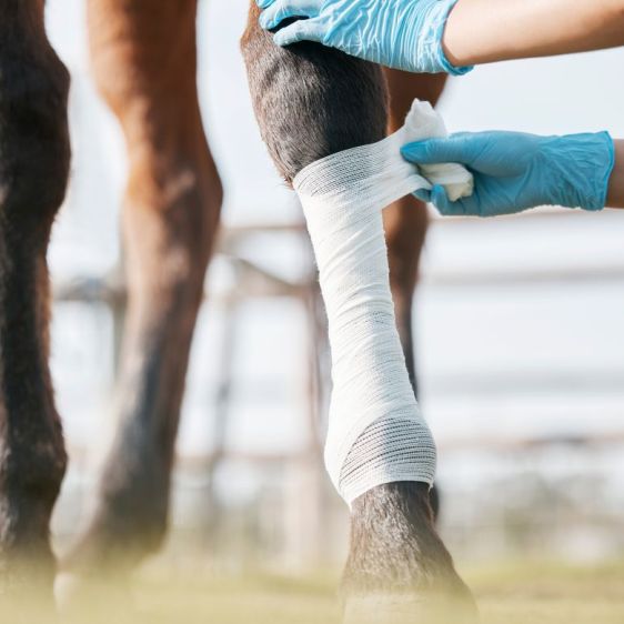 Plaies et bandages