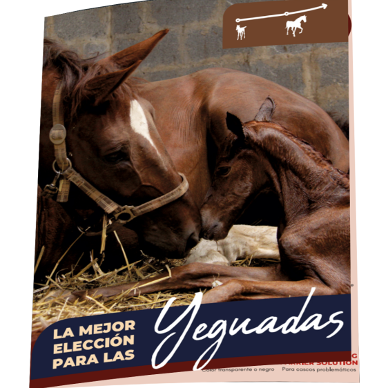 Consulta nuestros catálogos online