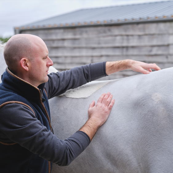 Pain and inflammation in the horse
