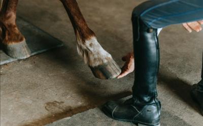 Healthy and strong hooves - Girovet