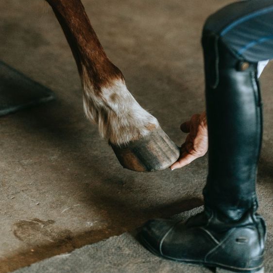 Healthy and strong hooves