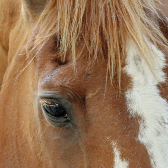 Control del dolor asociado a la osteoartritis del caballo
