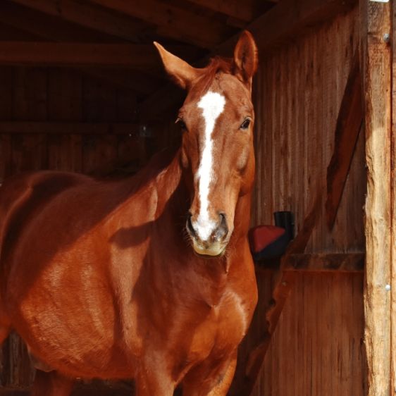 The horse's recovery