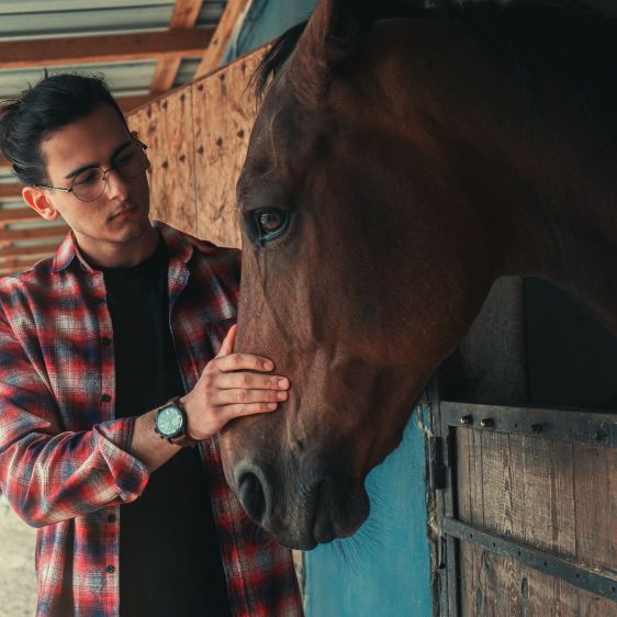 The horse's skin recovery