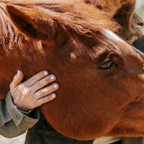 Care for older horses