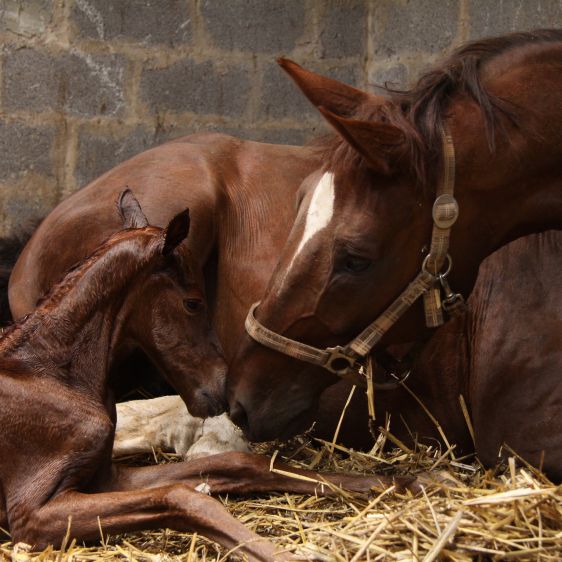 The arrival of the foal