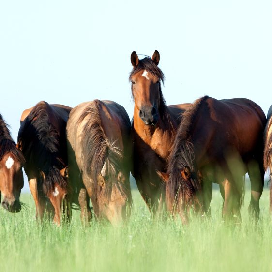 Le système digestif du cheval