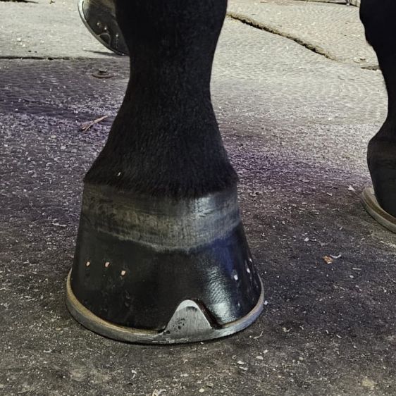Los cascos del caballo: su importancia y cuidados esenciales