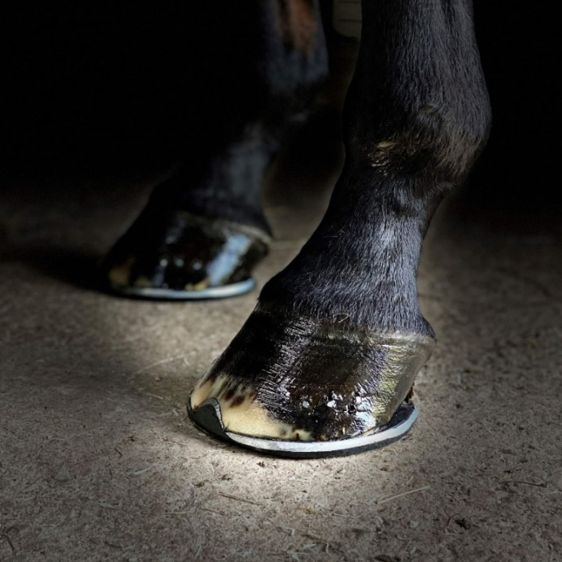 Les sabots des chevaux  leur importance et les soins essentiels