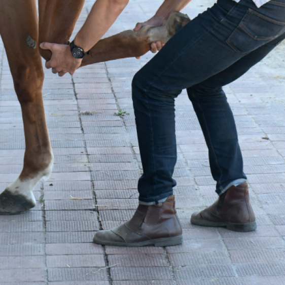 Firocoxib, el antiinflamatorio no esteroideo (AINE) de última generación para caballos