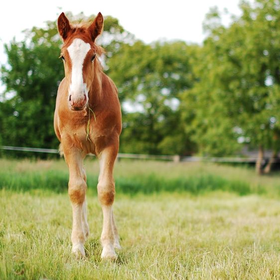 Test SNAP Foal IgG