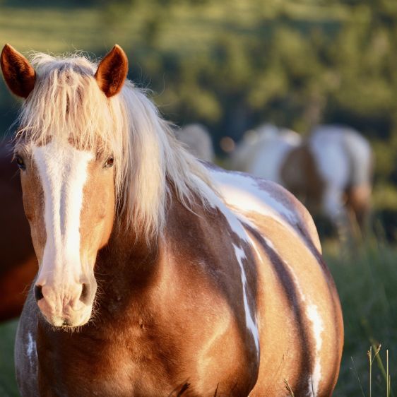 ULCÈRES GASTRIQUES CHEZ LES CHEVAUX