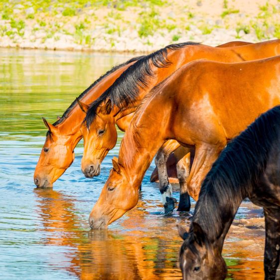 Arestines en caballos: causas, prevención y tratamiento