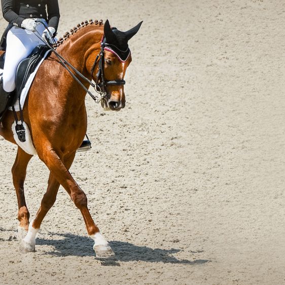 Vuelta a la rutina: cómo preparar a tu caballo para un nuevo periodo de actividad
